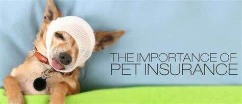Pet Insurance Guide: What You Need to Know